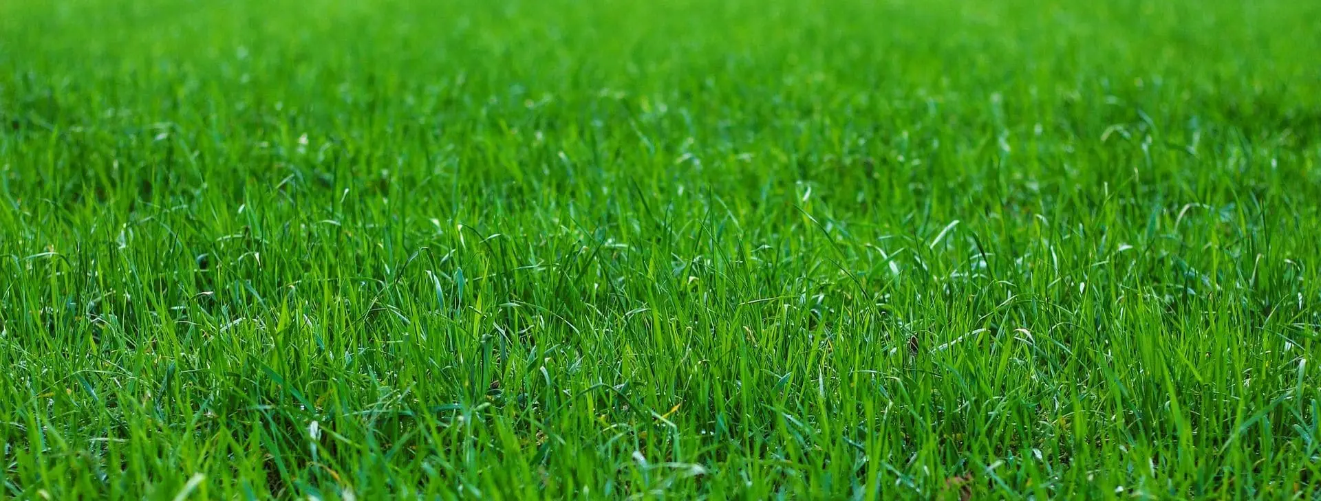 Obtenez un gazon vert et 
prospère avec la box gazon